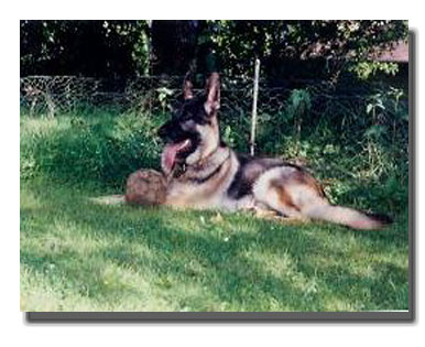 Beautiful Dog